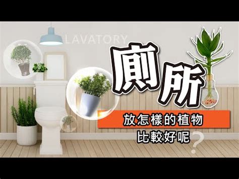 廁所擋煞植物|【廁所植物必學】6款常見植物，讓你打造綠意盎然的。